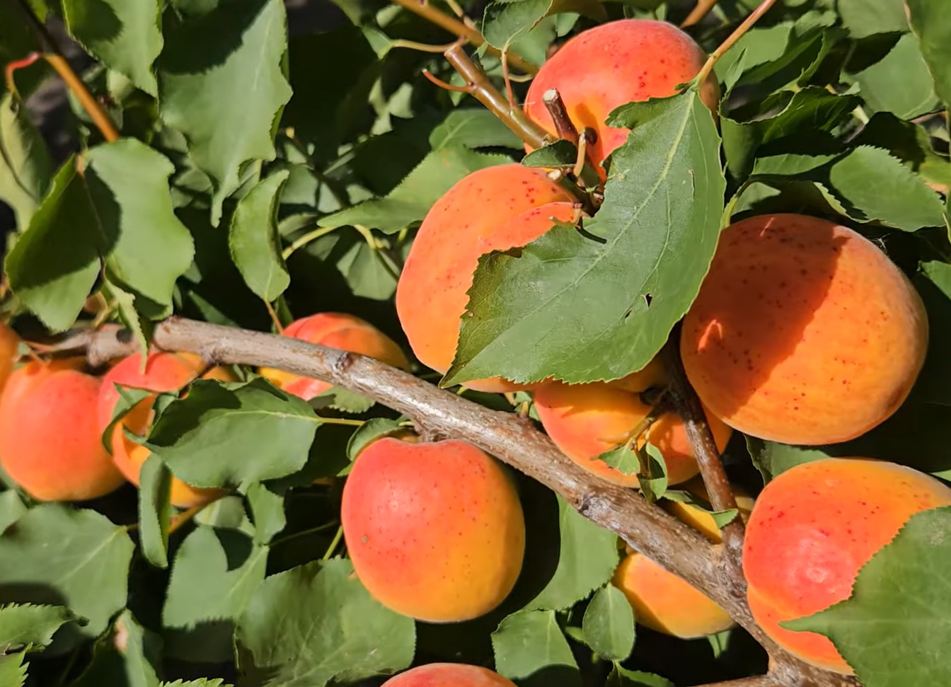 Купити Абрикос "Мемфіс"