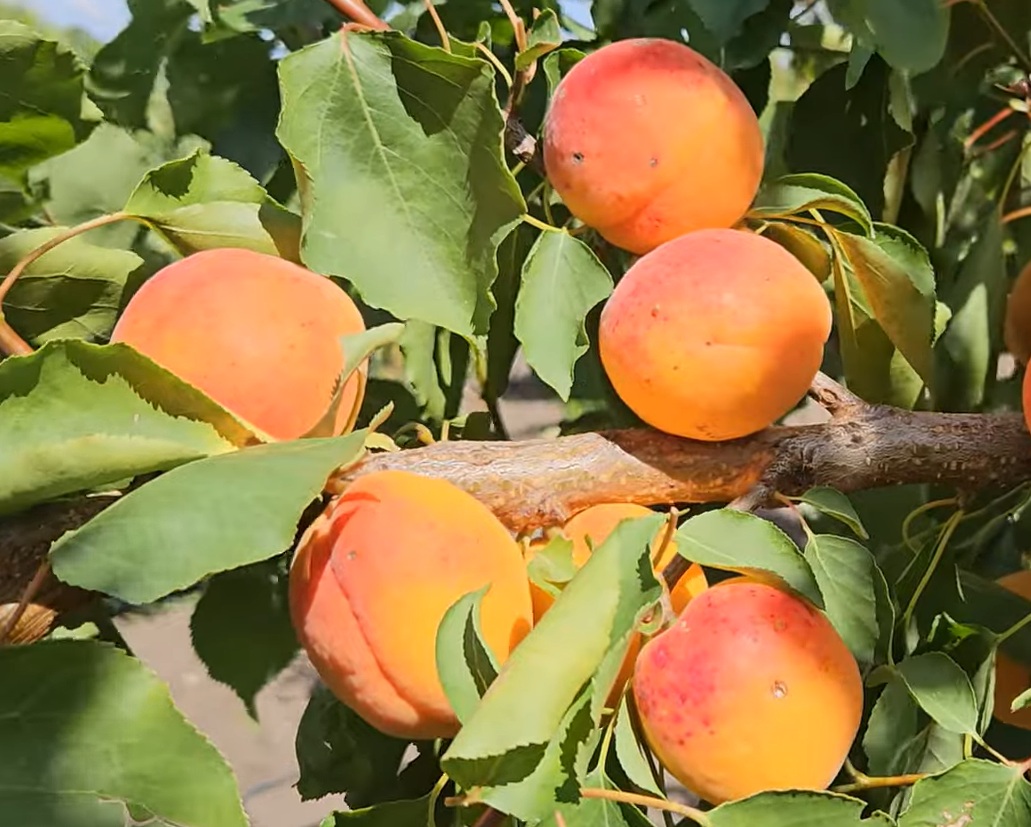 Купити Абрикос "Мемфіс"