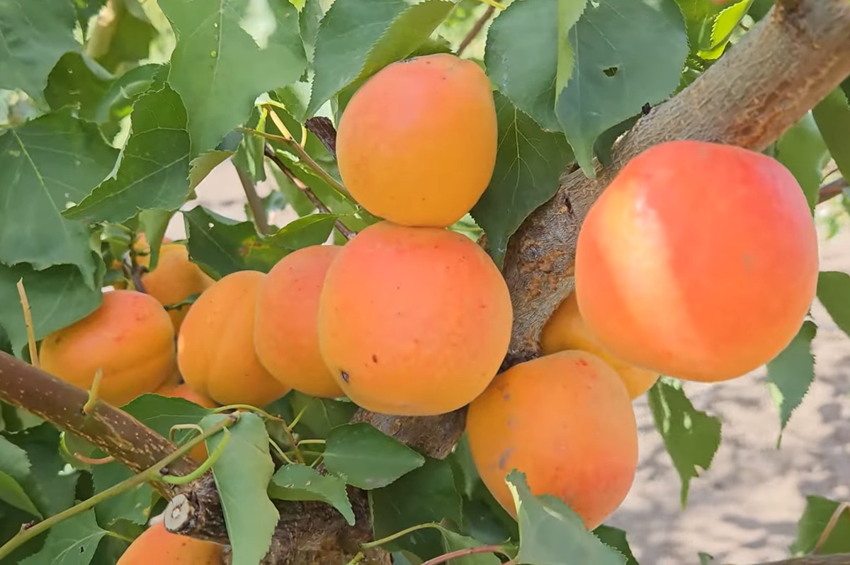 Купити Абрикос "Мемфіс"