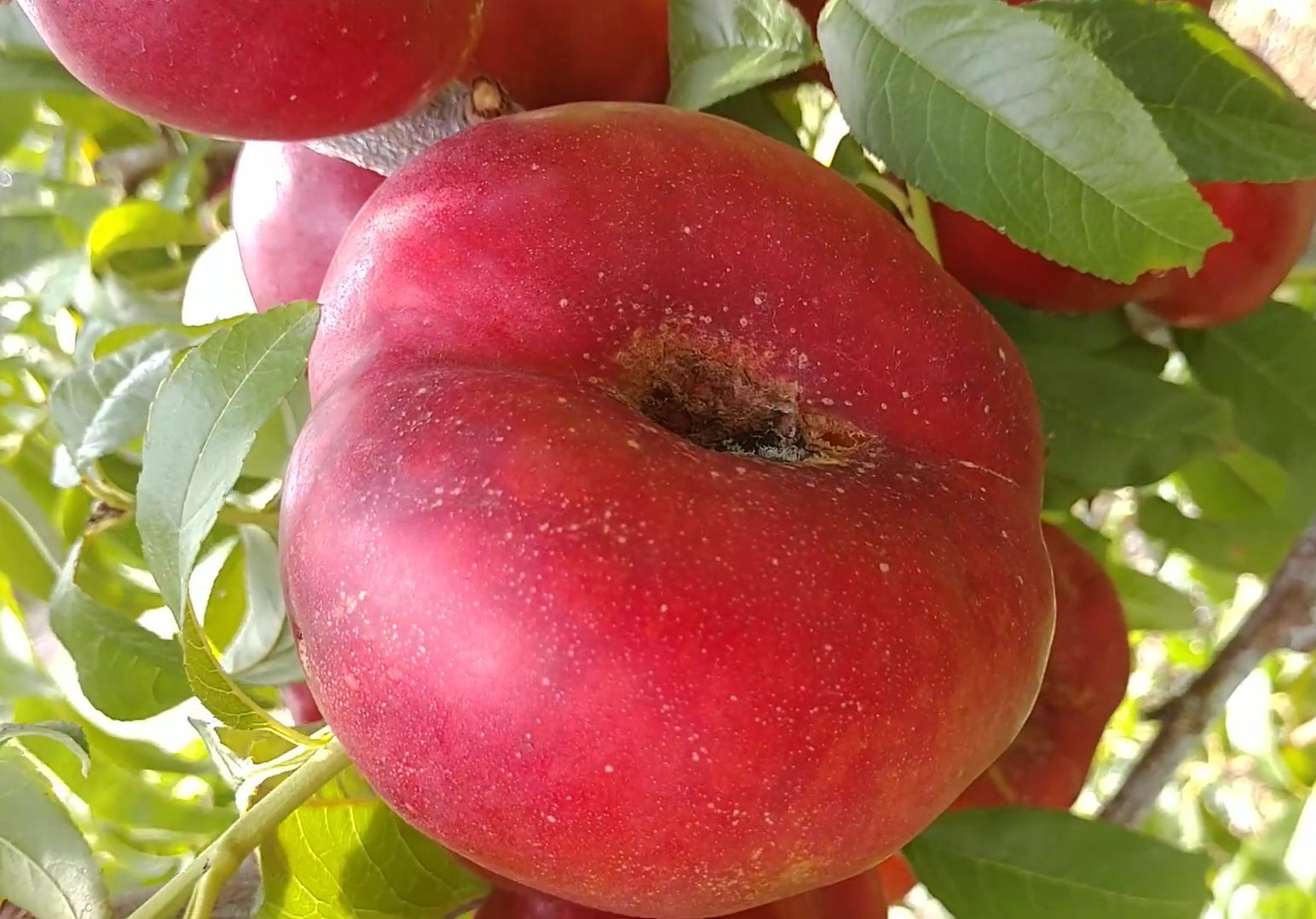 Купити саджанці інжирного нектарина Месембрін