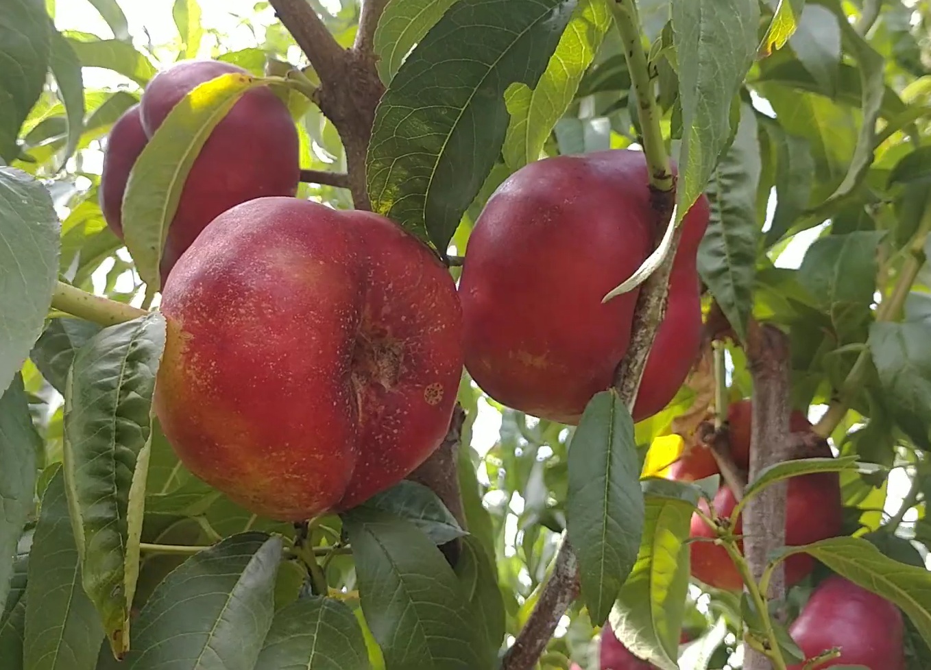 Купити саджанці інжирного нектарина Месембрін