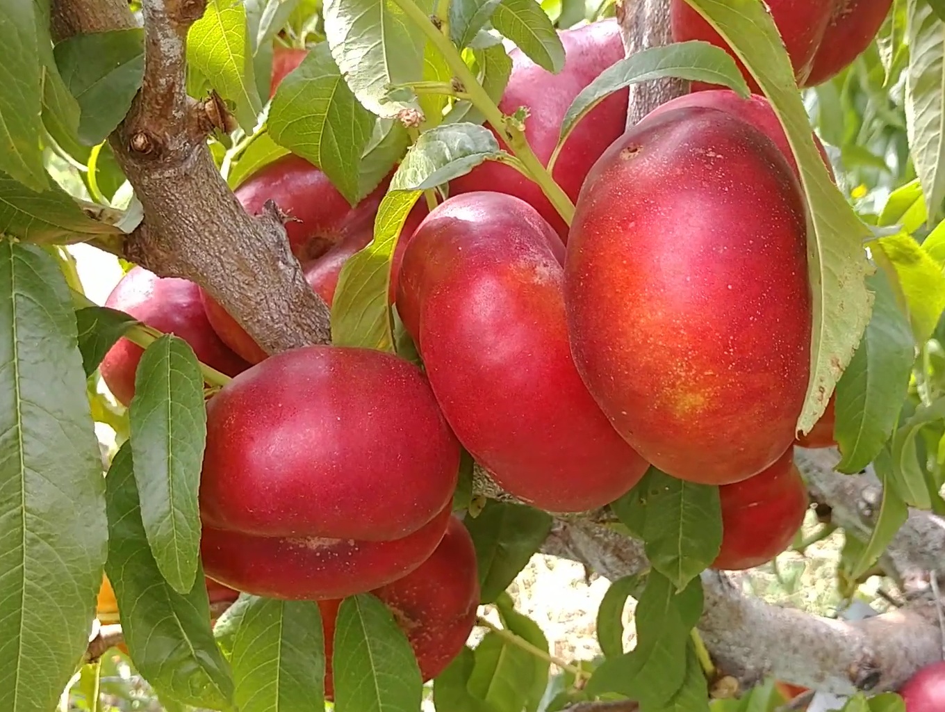 Купити саджанці інжирного нектарина Месембрін