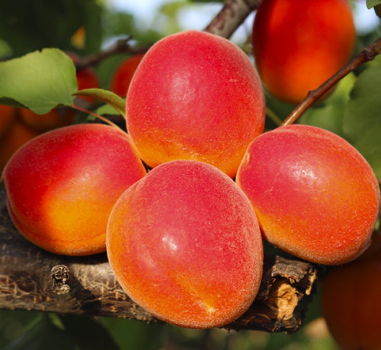 Купити саджанець абрикоса Мікадо 
