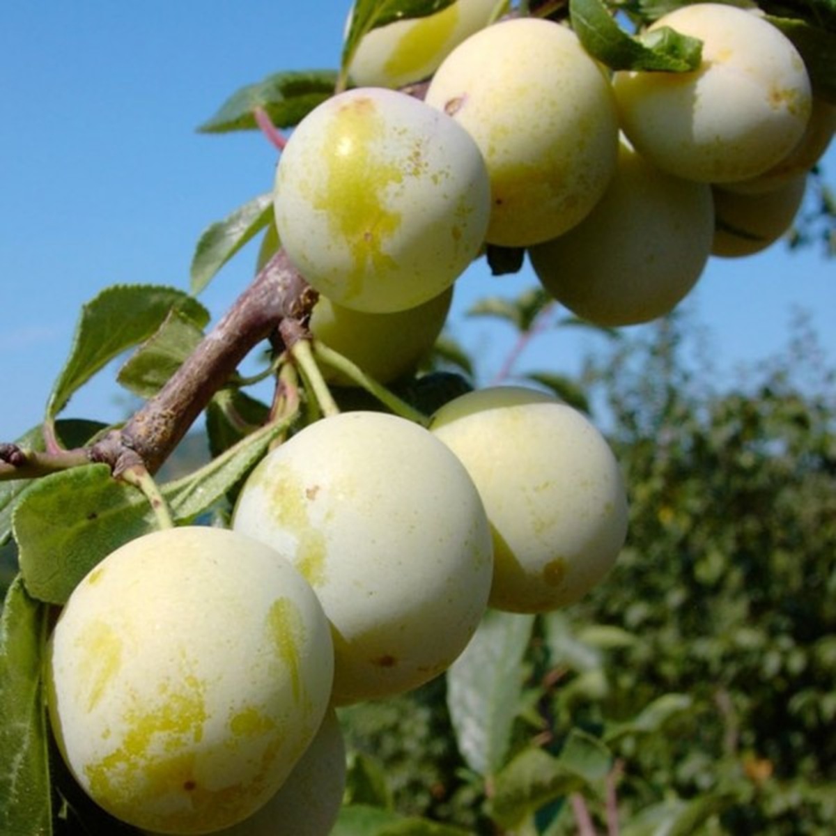 Купити Сливу "Мірагранде"