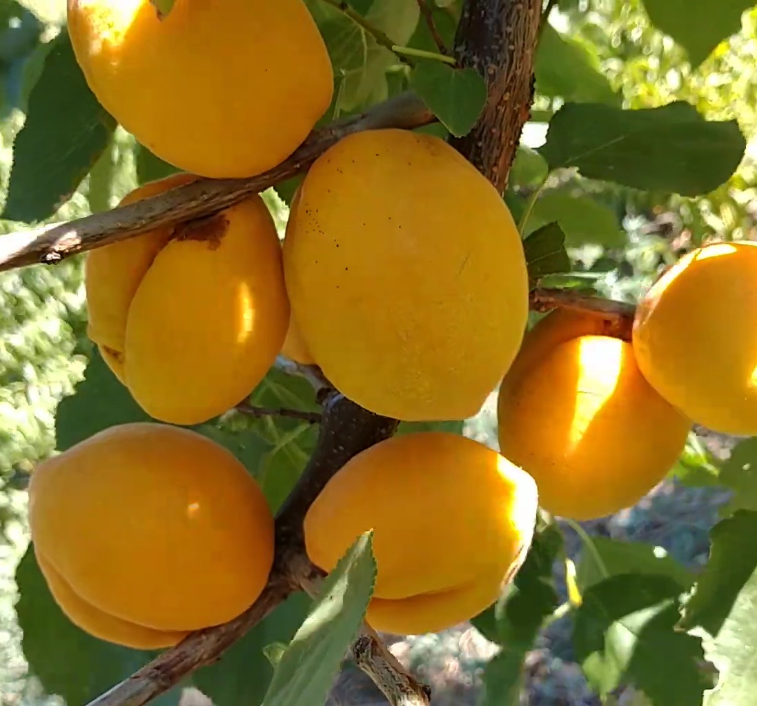 Купити Абрикос "Насолода" 
