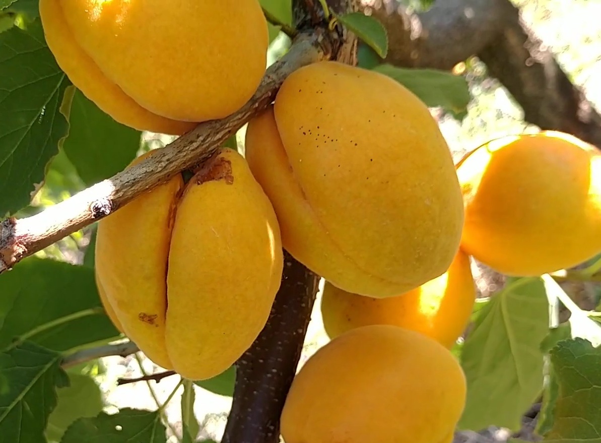 Купить Абрикос "Насолода" 