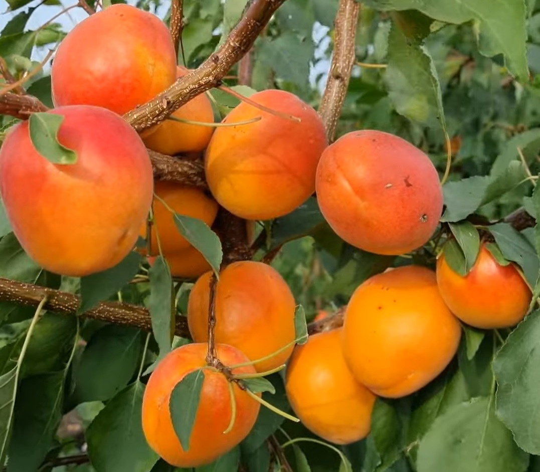 Купити Абрикос "Нельсон"