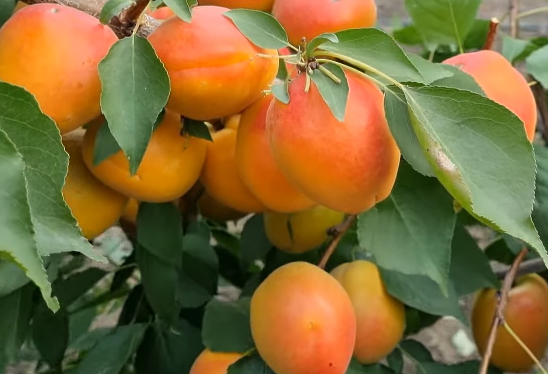 Купити Абрикос "Нельсон"