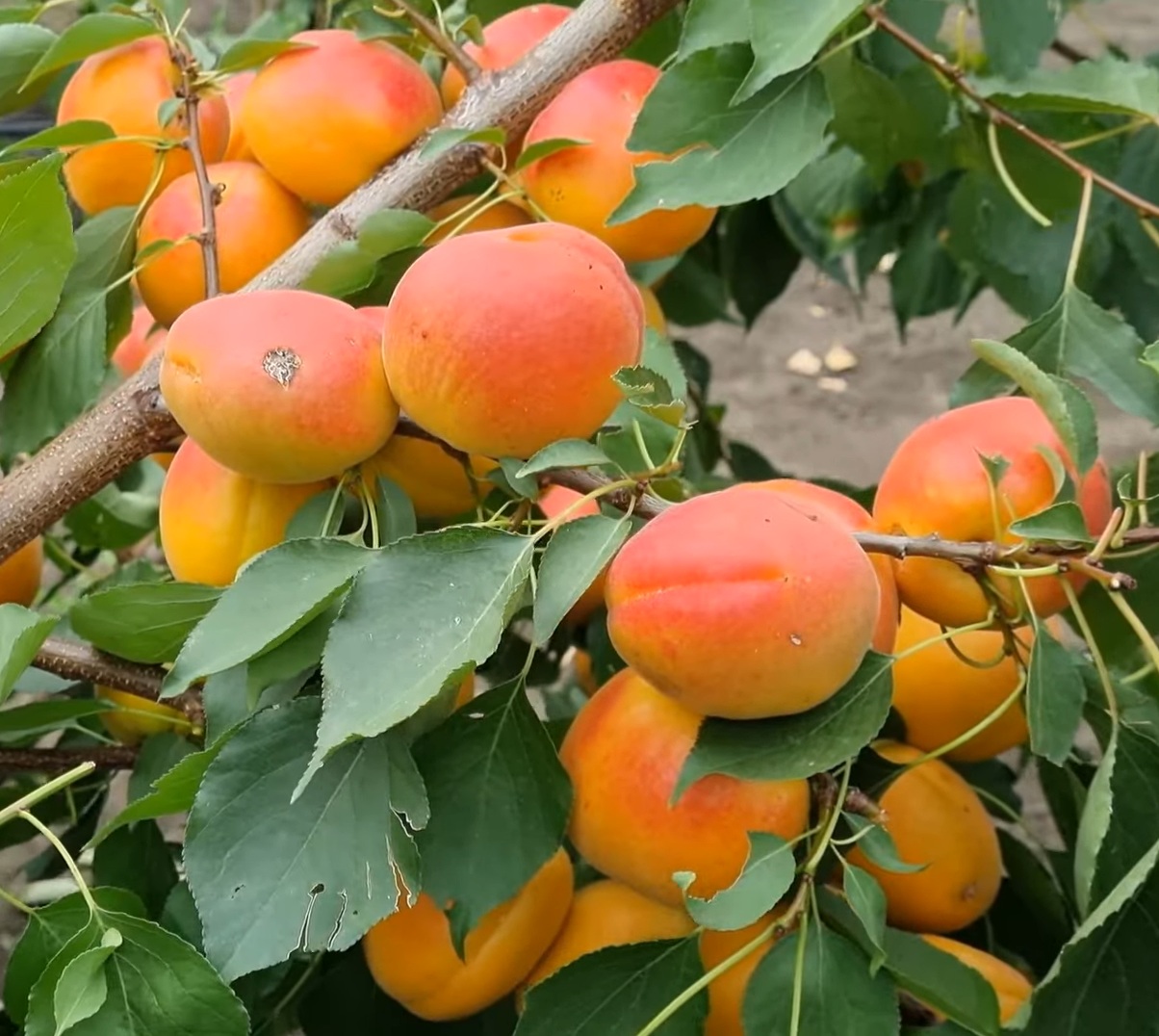 Купити Абрикос "Нельсон"