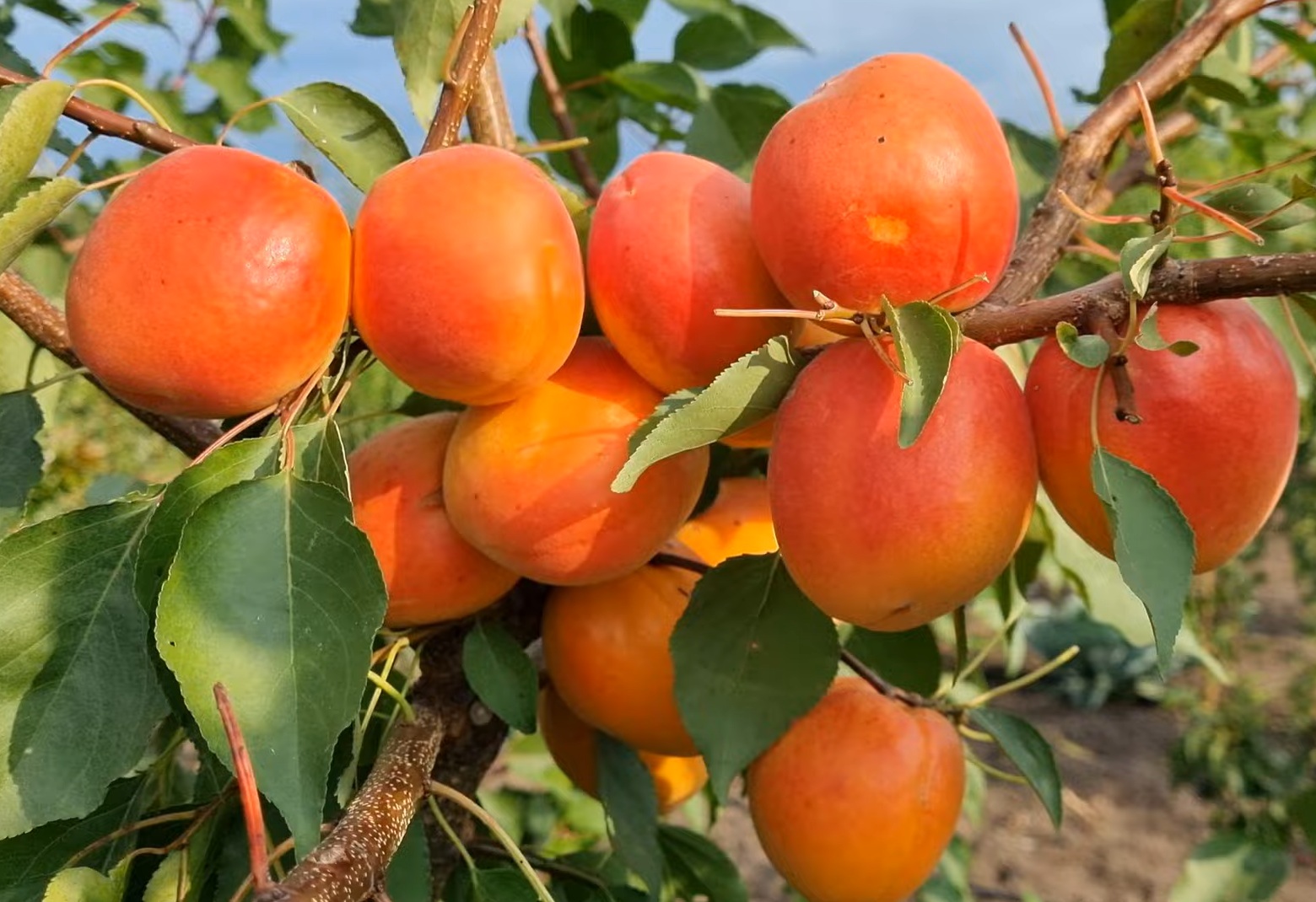 Купити Абрикос "Нельсон"