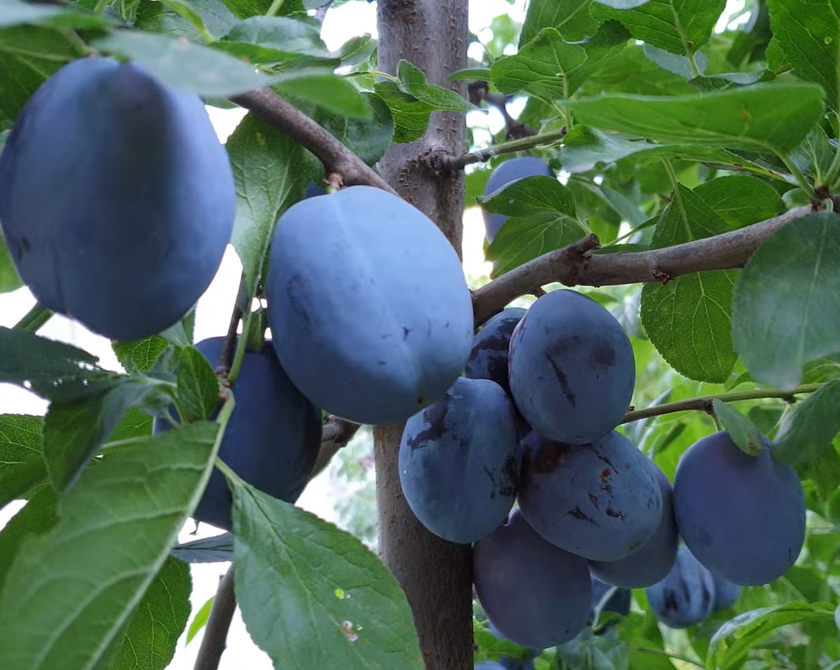 Купить Сливу "Ненька"