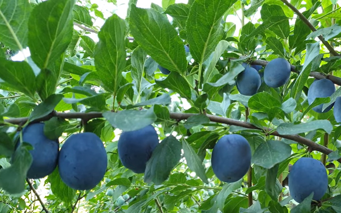 Купити Сливу "Ненька"