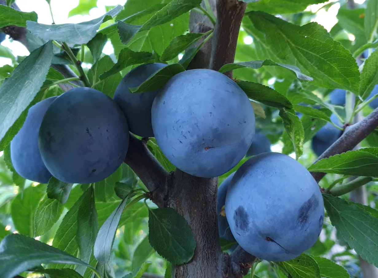 Купити Сливу "Ненька"