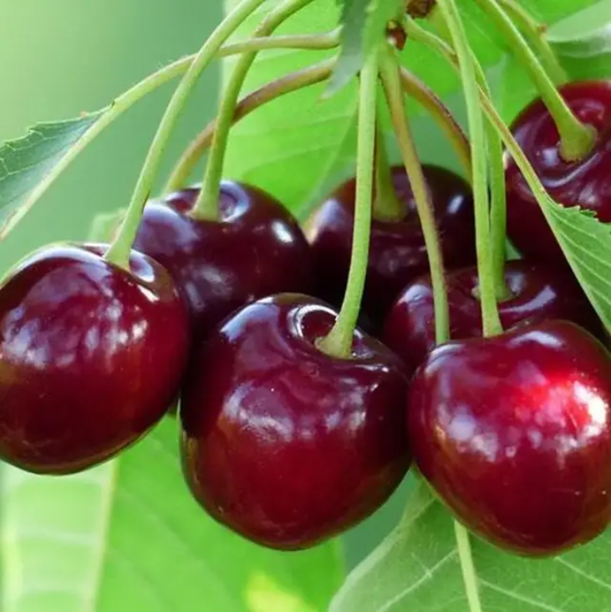 Купити Вишню "Норд Стар"