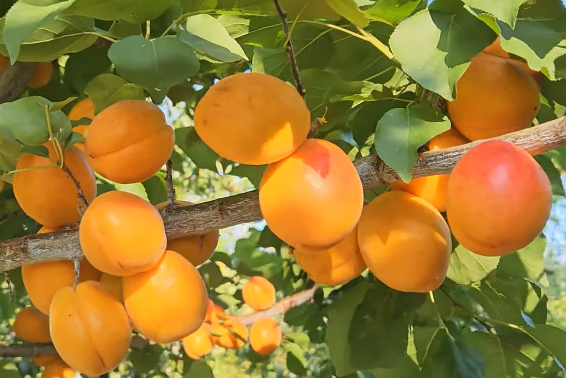 Купити саджанці абрикосу Нью Харостар