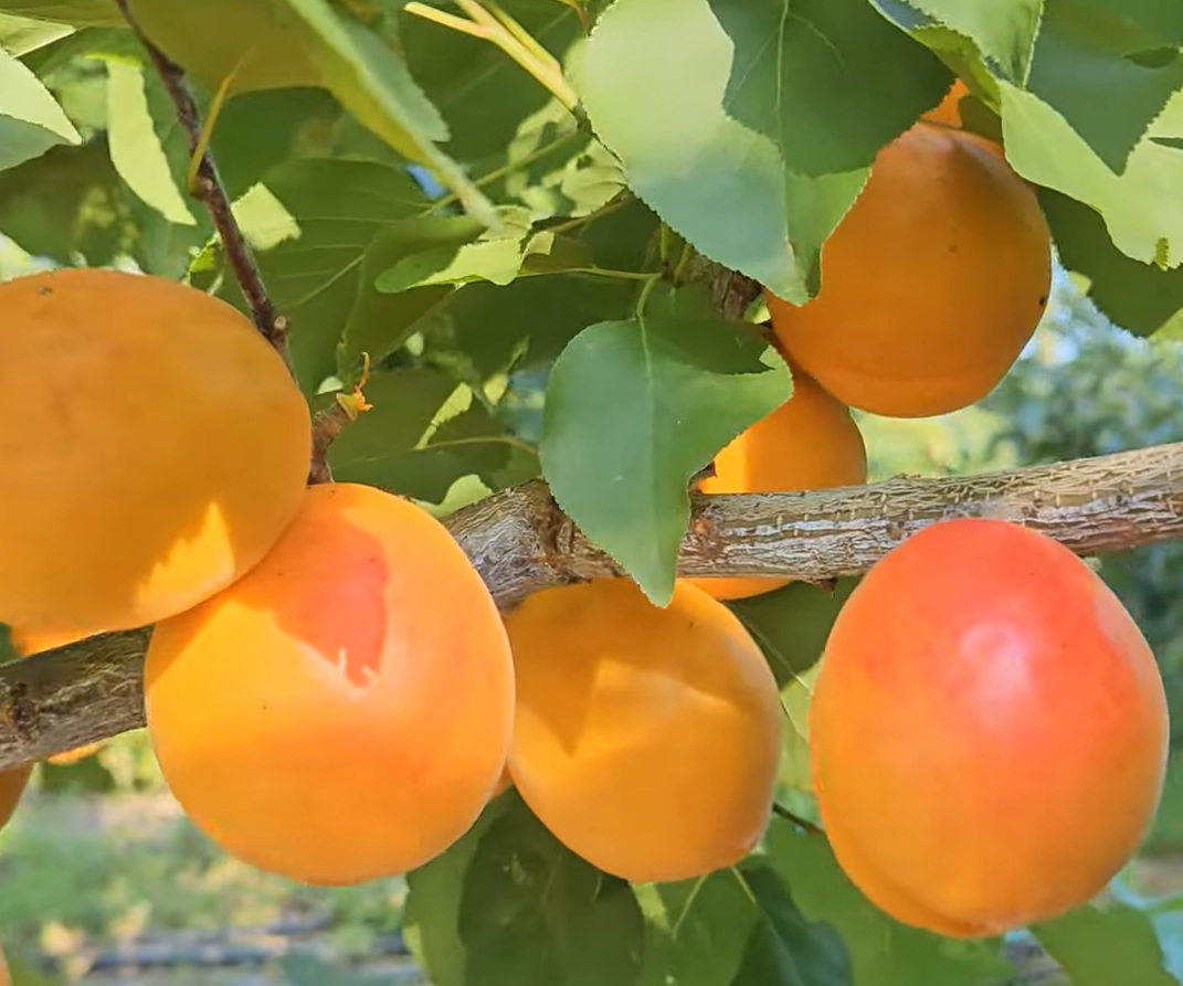 Купити саджанці абрикосу Нью Харостар