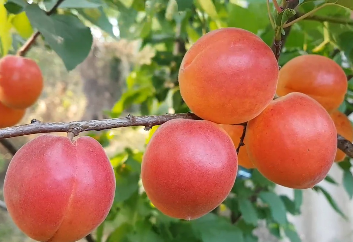 Купити саджанці абрикосу Нью Харостар