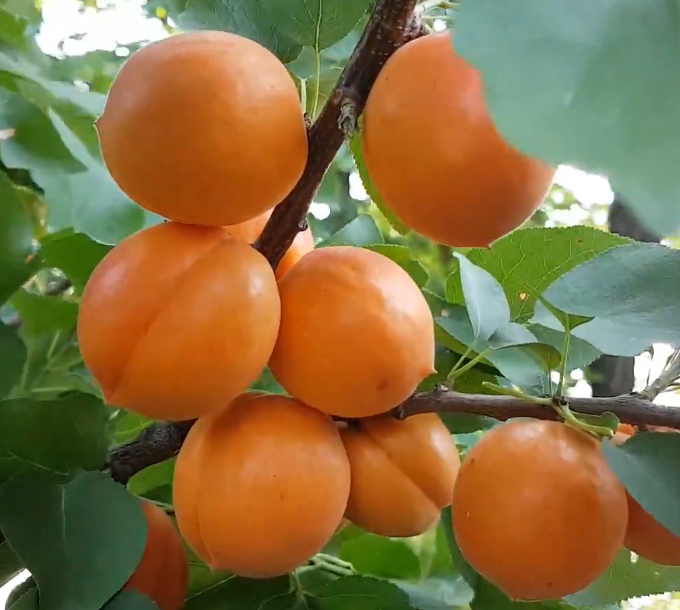 Купити саджанці абрикосу Нью Харостар