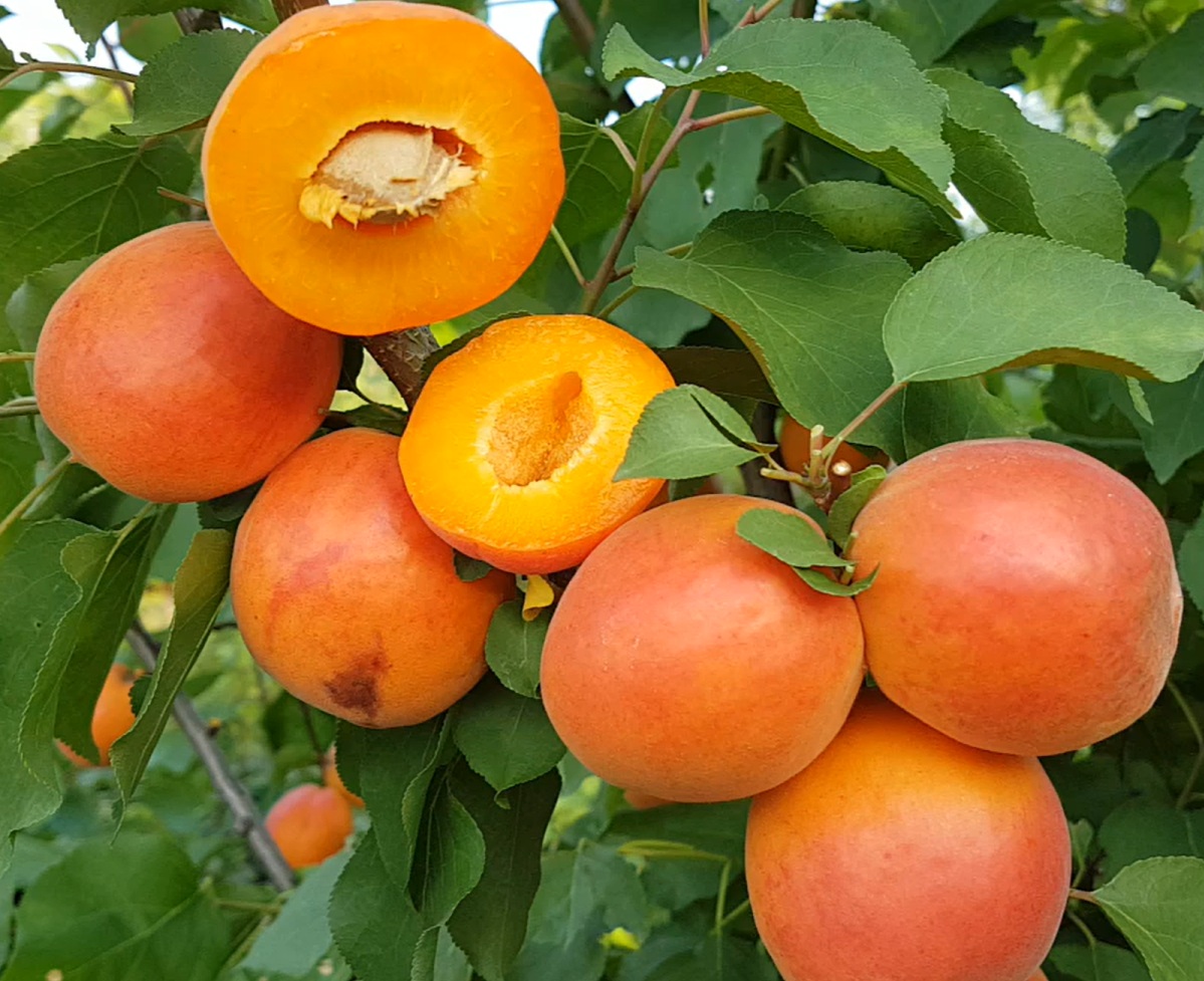 Купити саджанці абрикосу Нью Харостар