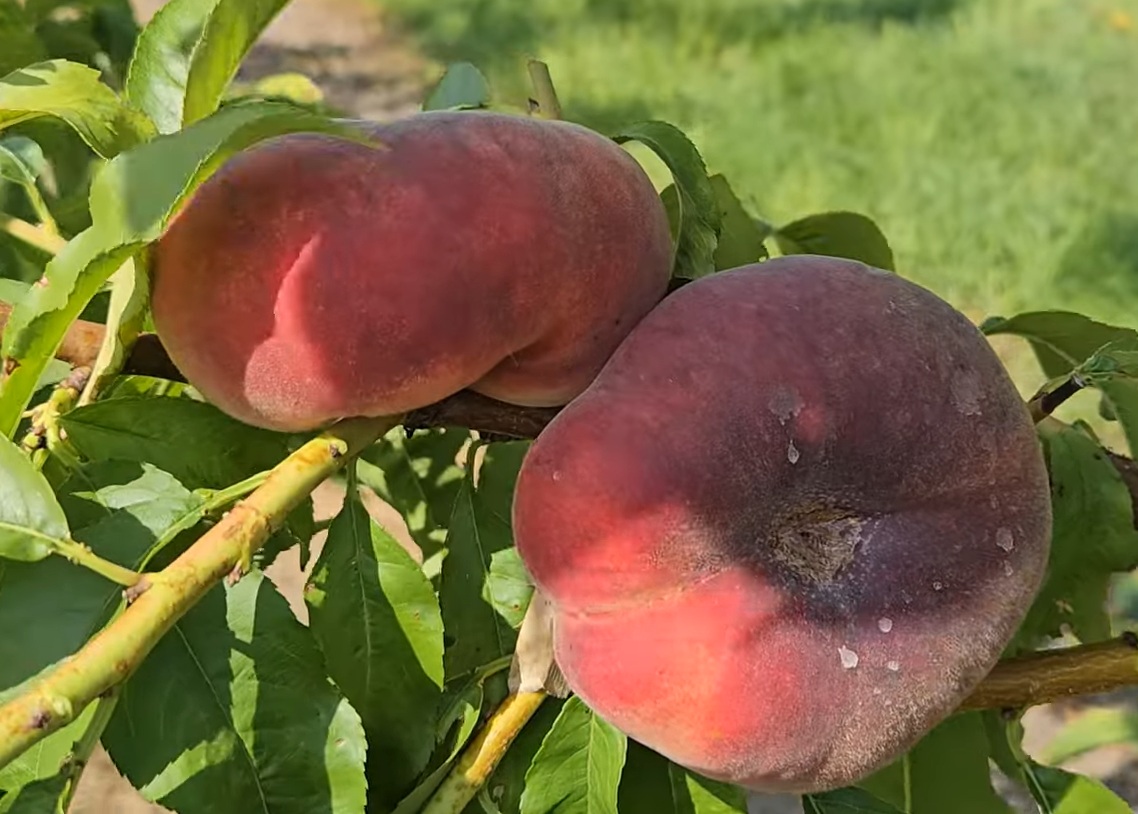 Купити Інжирний персик "Нікітський"