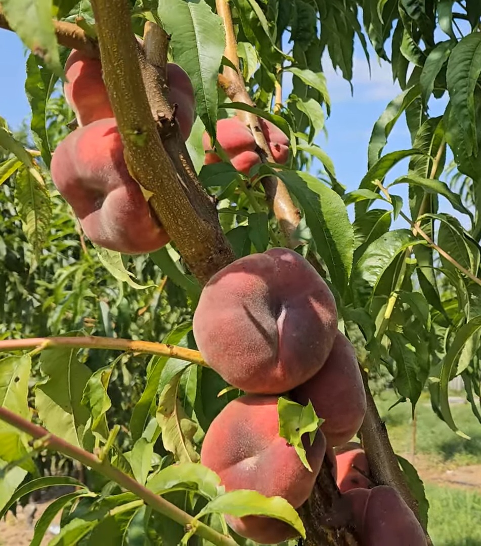 Купити Інжирний персик "Нікітський"
