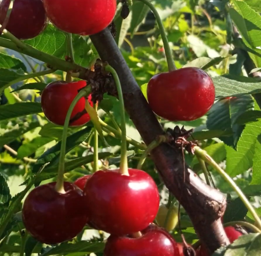 Купить Вишню "Ночка"