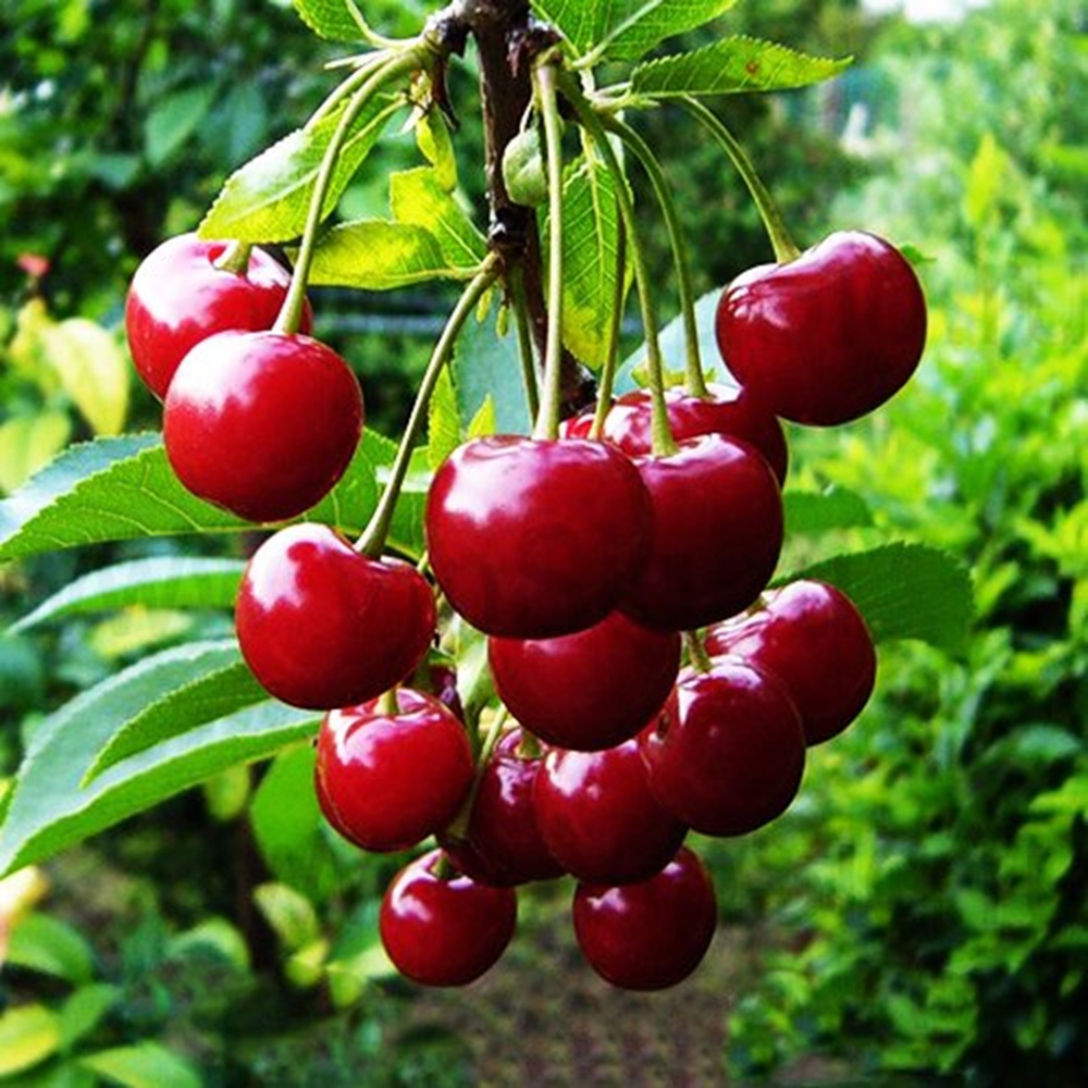 Купити Вишню "Нічка"