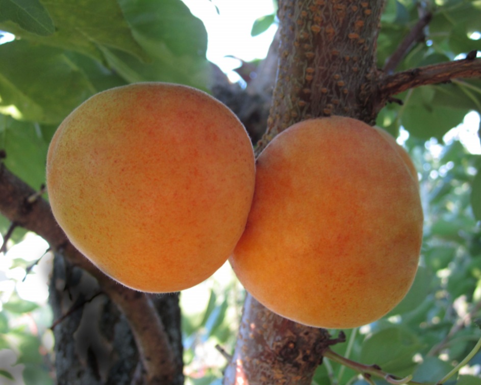 Купити саджанець абрикоса Оболонський 