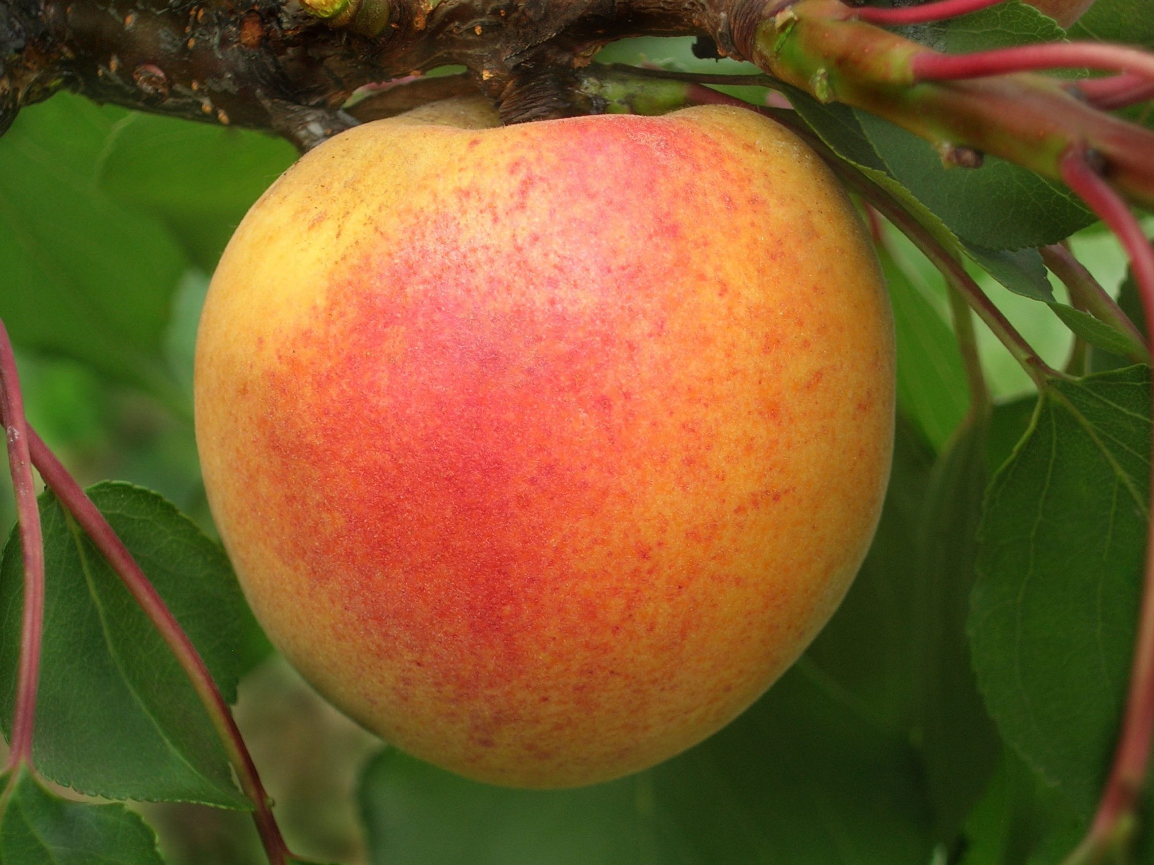 Купить саженец абрикоса Оболонский