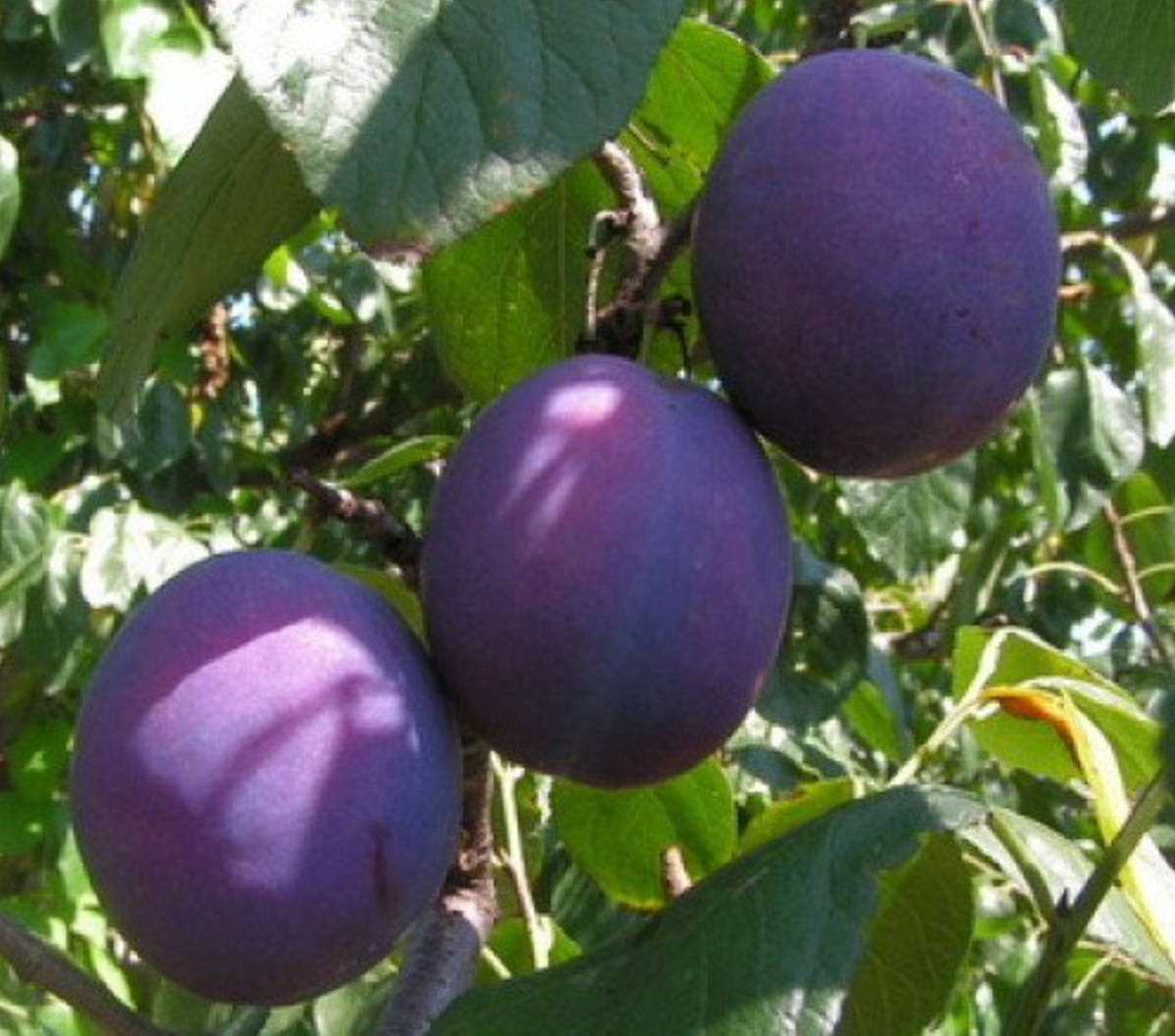 Купить Сливу "Ода"