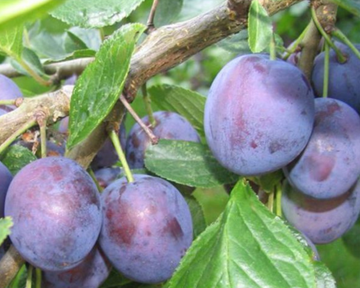 Купити Сливу "Ода"