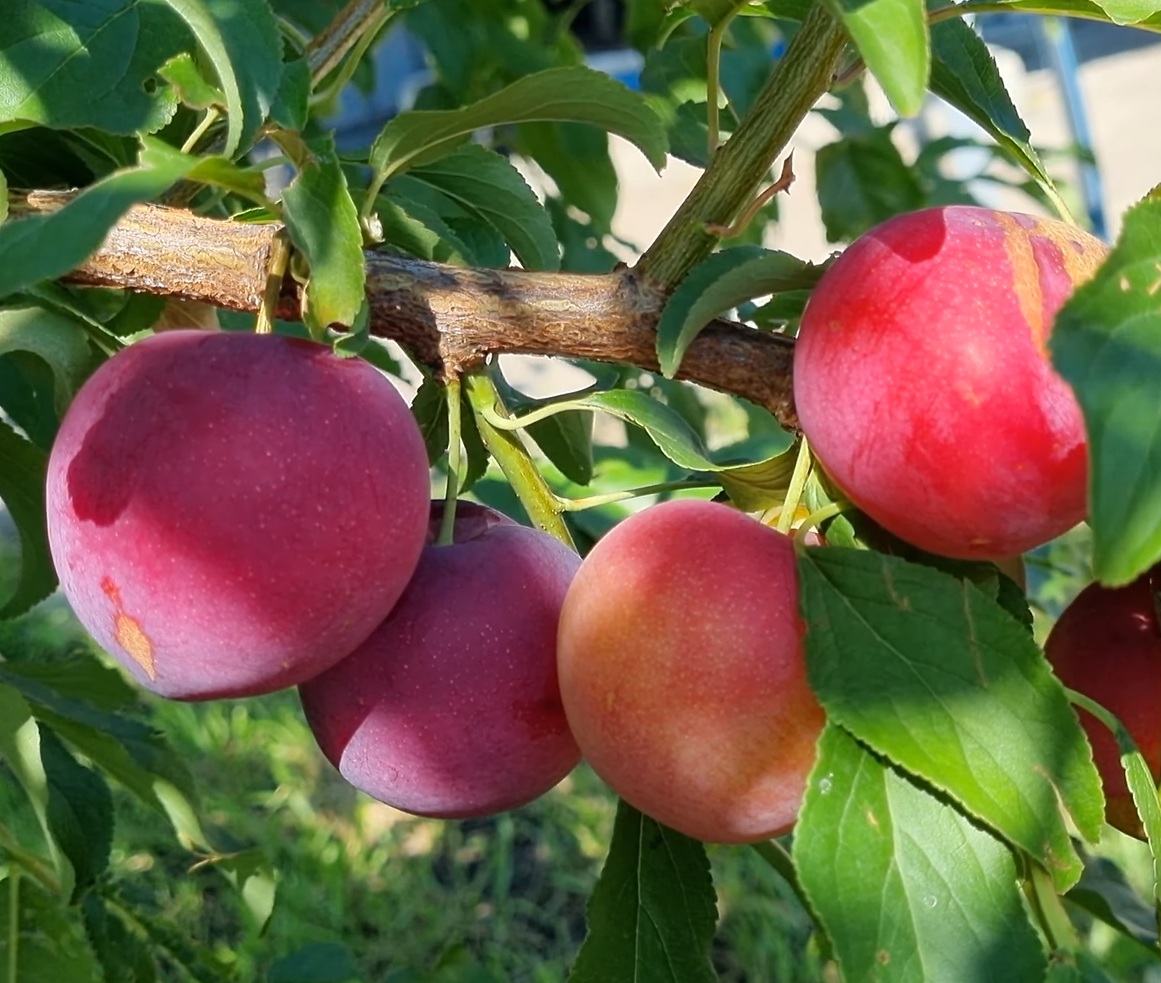 Купить Гибрид сливы "Ойши Васе"