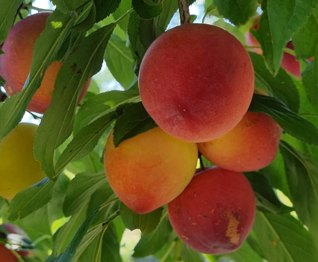 Купити Гібрид сливи "Ойші Васе"