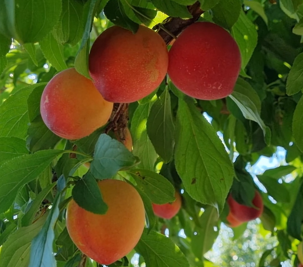 Купити Гібрид сливи "Ойші Васе"