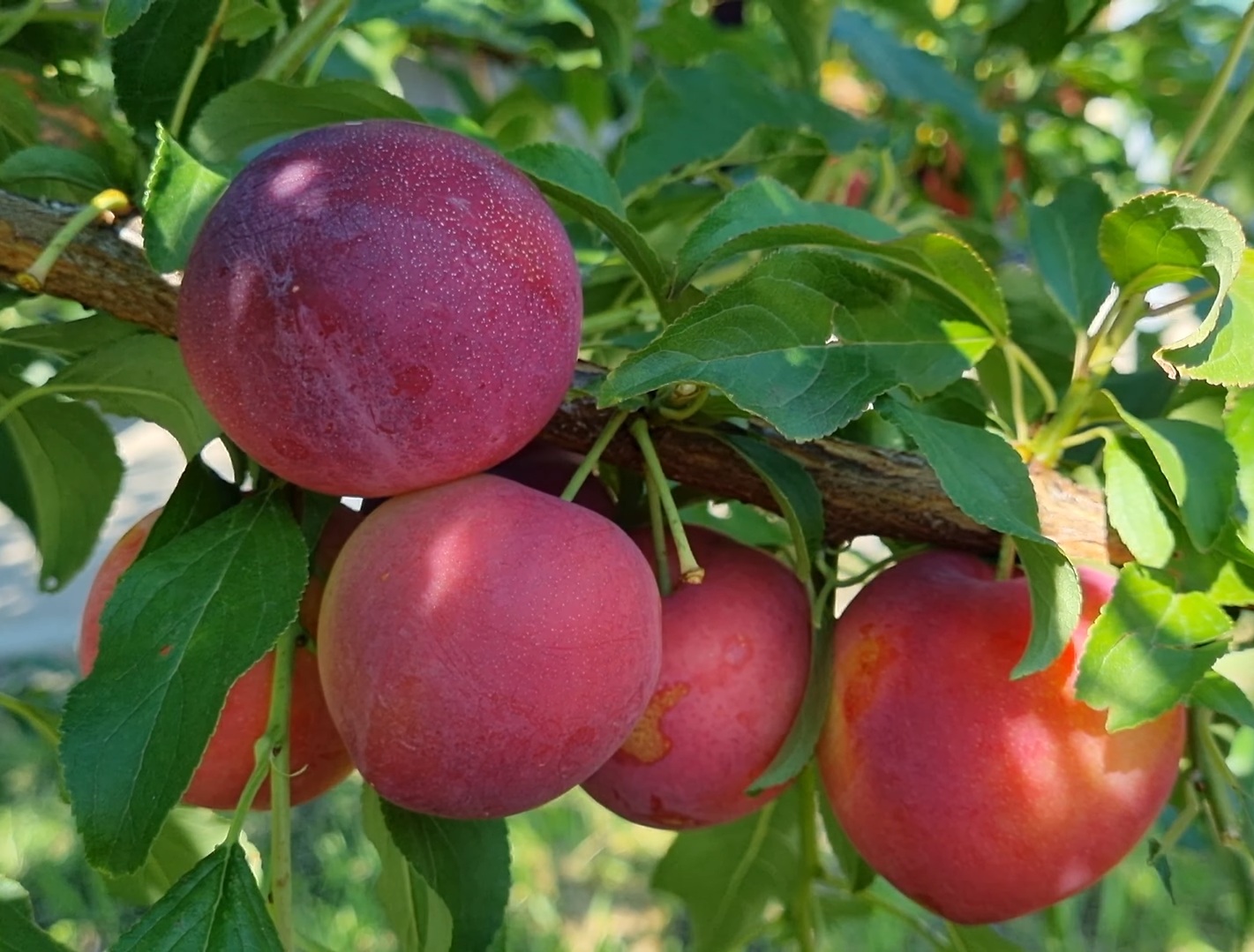 Купити Гібрид сливи "Ойші Васе"