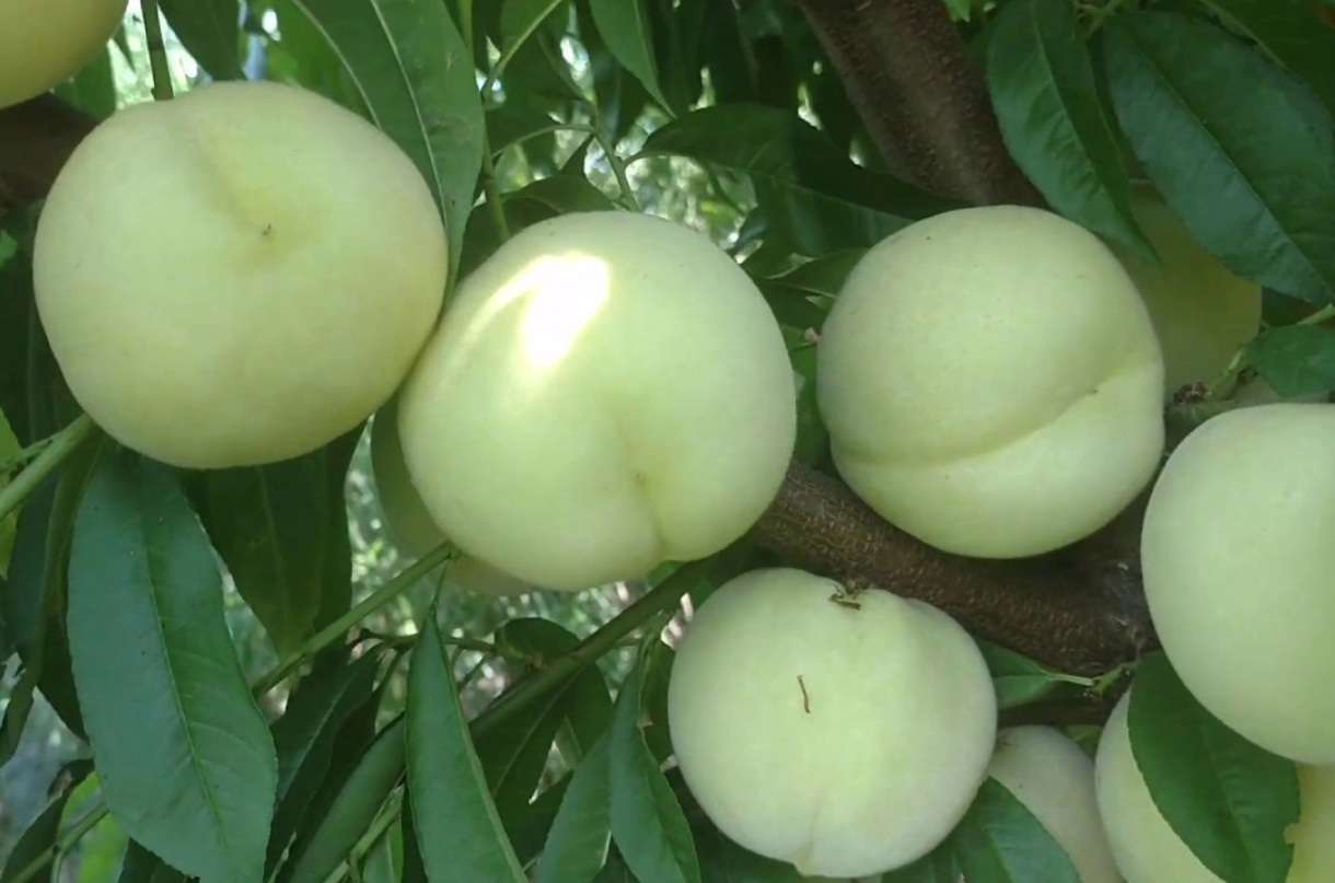 Купити Нектарин "Ок Луччак"