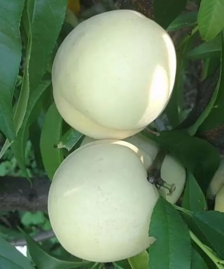 Купити Нектарин "Ок Луччак"