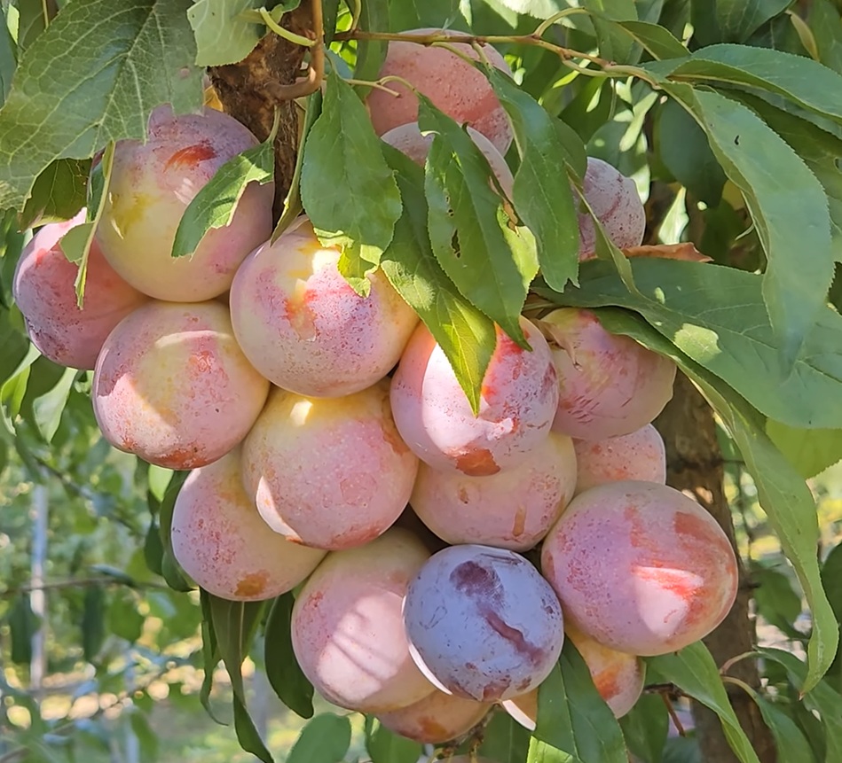 Купити саджанець гібрида сливи Октобер Сан