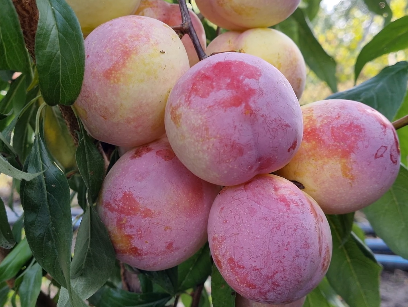 Купить саженец гибрида сливы Октобер Сан