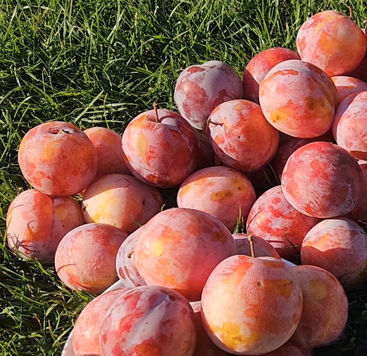 Купити саджанець гібрида сливи Октобер Сан