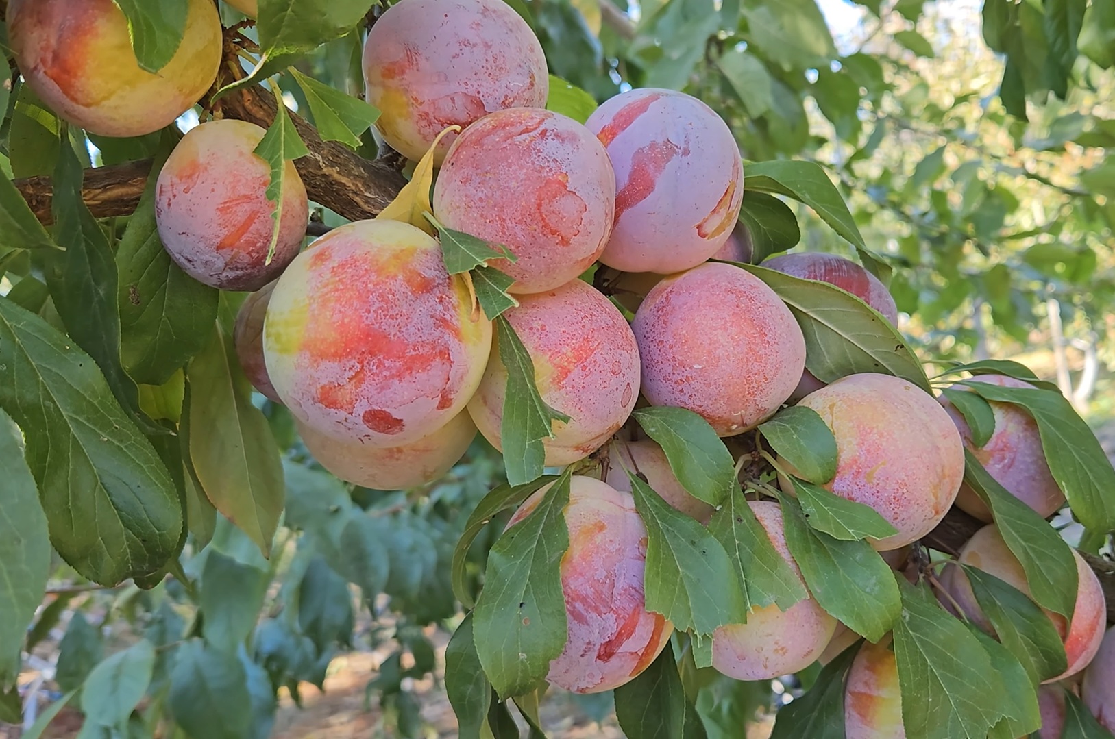 Купить саженцы гибридов слив