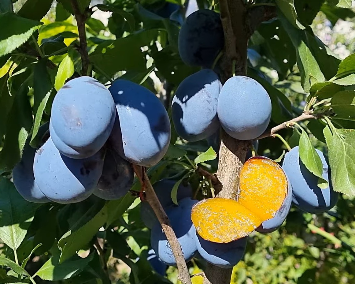 Купити Сливу "Олена" 