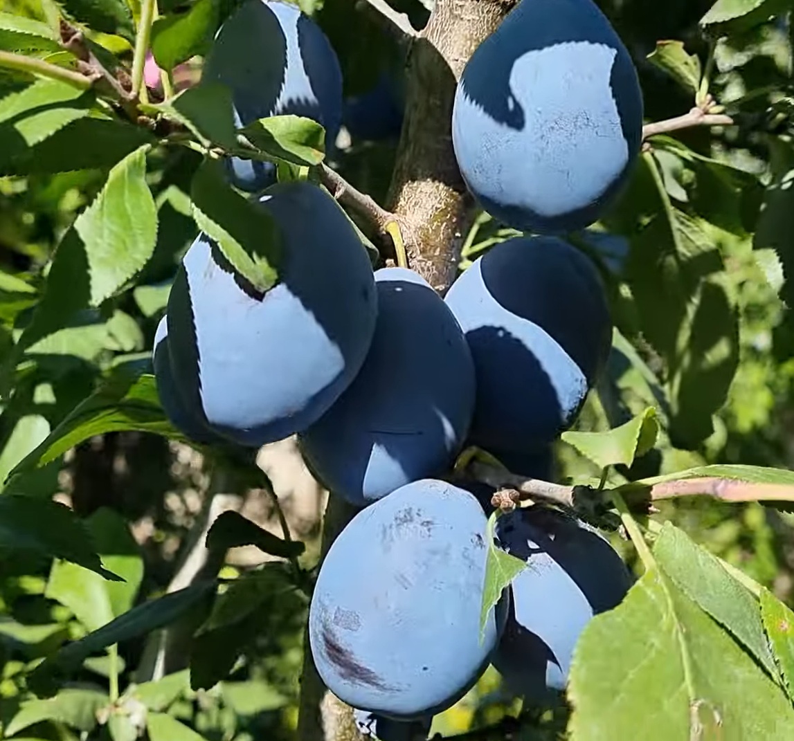 Купити Сливу "Олена" 