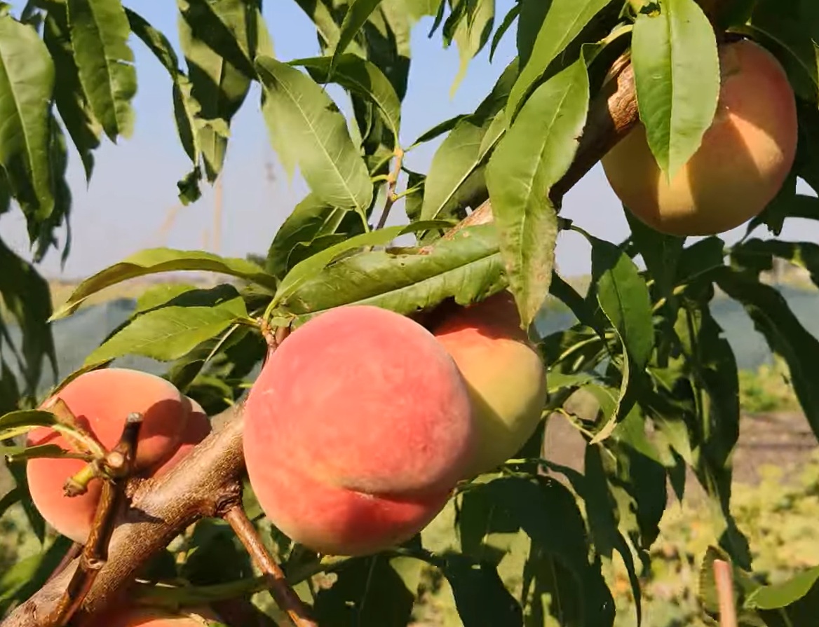 Купити Персик "Онтаріо Вайс"