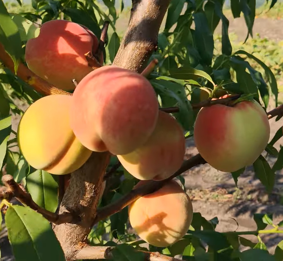 Купити Персик "Онтаріо Вайс"