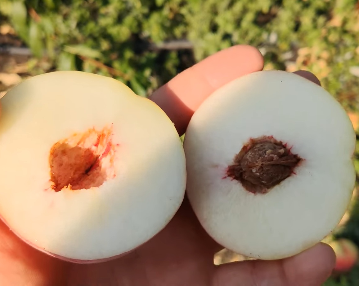 Купити Персик "Онтаріо Вайс"