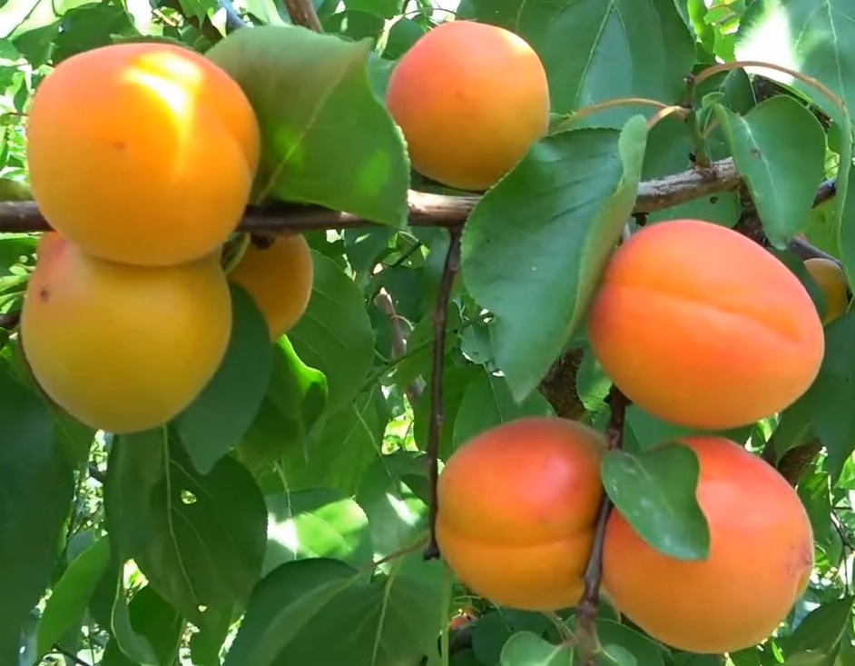 Купити Абрикос "Оранж Ред" 