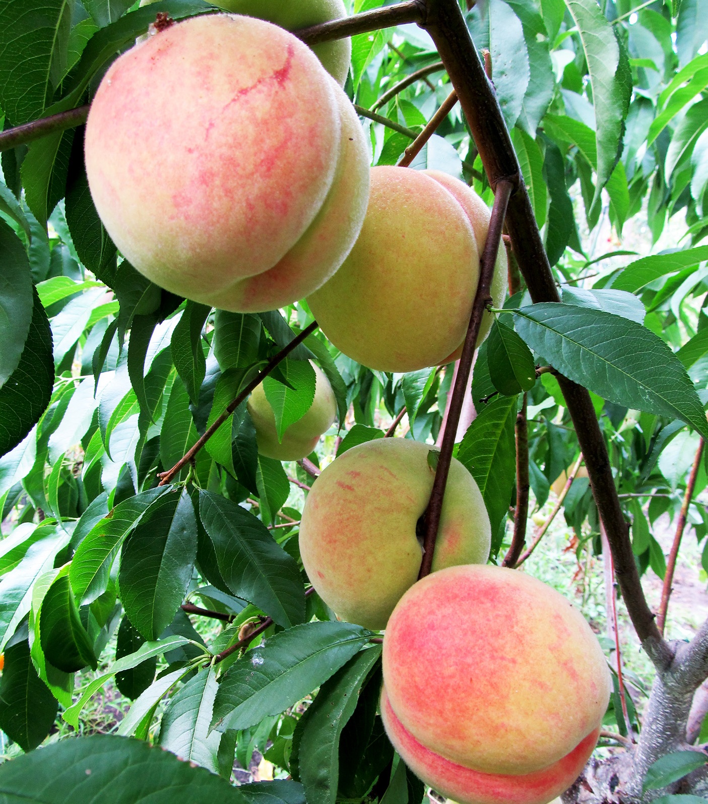 Купить Персик "Осенний сюрприз"