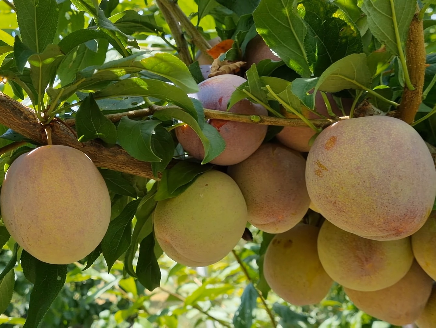 Купити Гібрид сливи  "Оцарк Прем'єр"