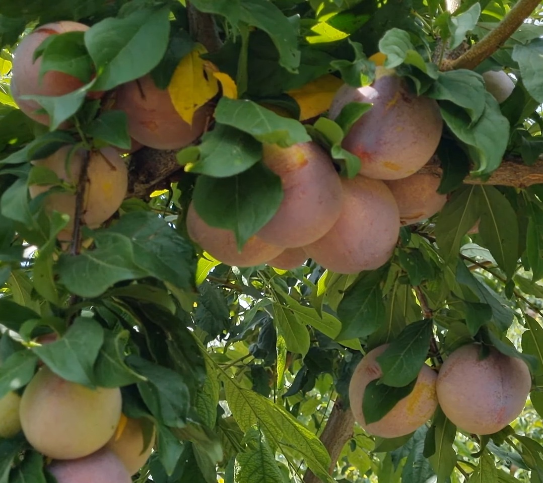 Купити Гібрид сливи  "Оцарк Прем'єр"